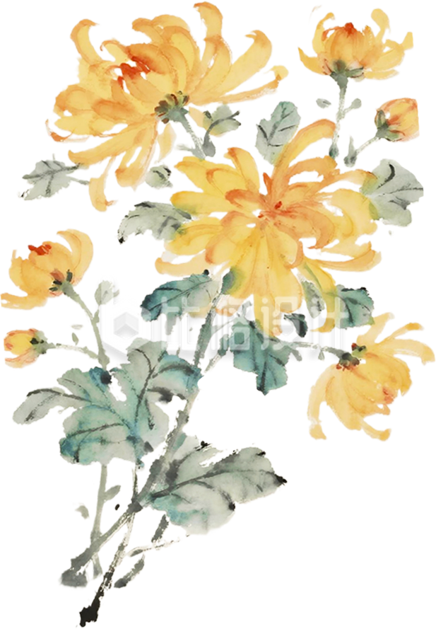 手绘菊花
