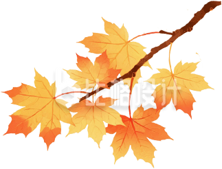 手绘黄色枫叶