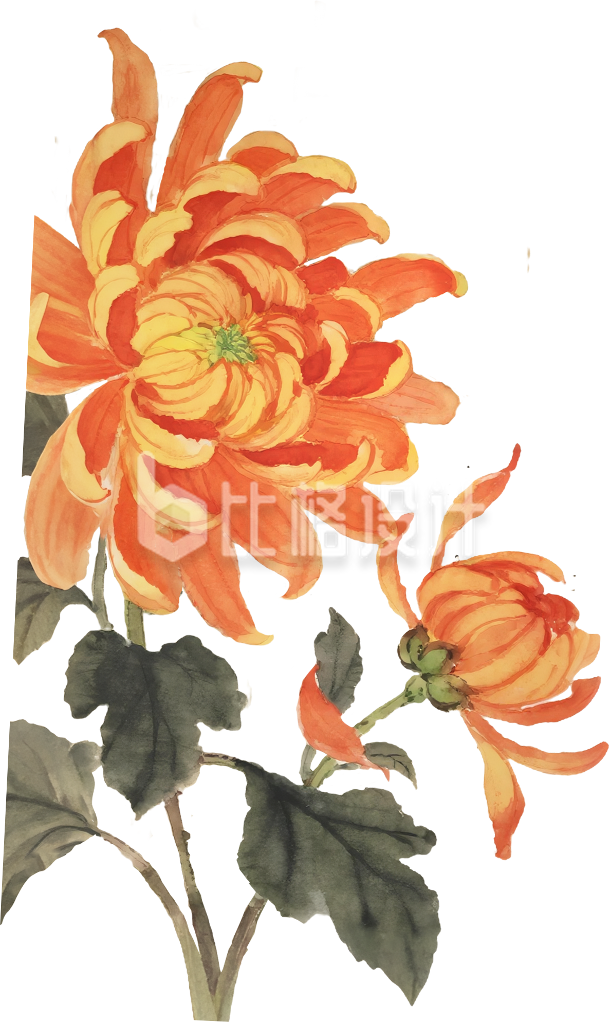 菊花手绘