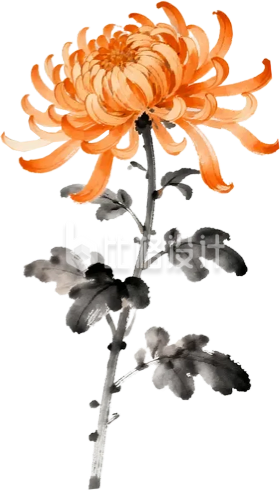 菊花