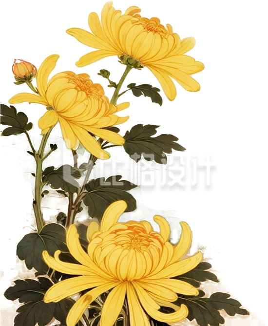 手绘黄色菊花