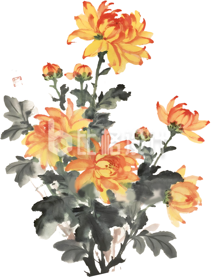 黄色菊花手绘