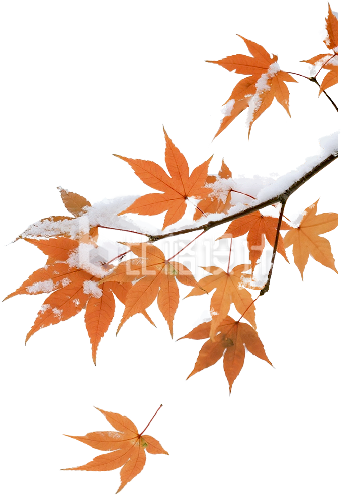 橘黄色枫叶冬季植物免抠图片