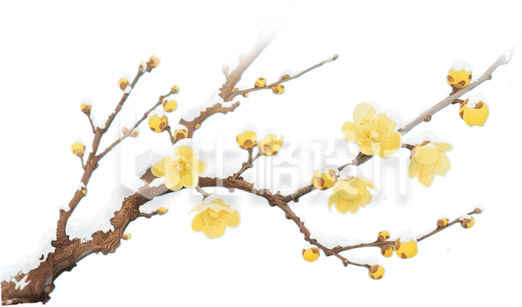 手绘黄色腊梅树枝