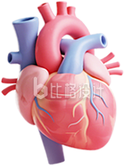3D心脏器官