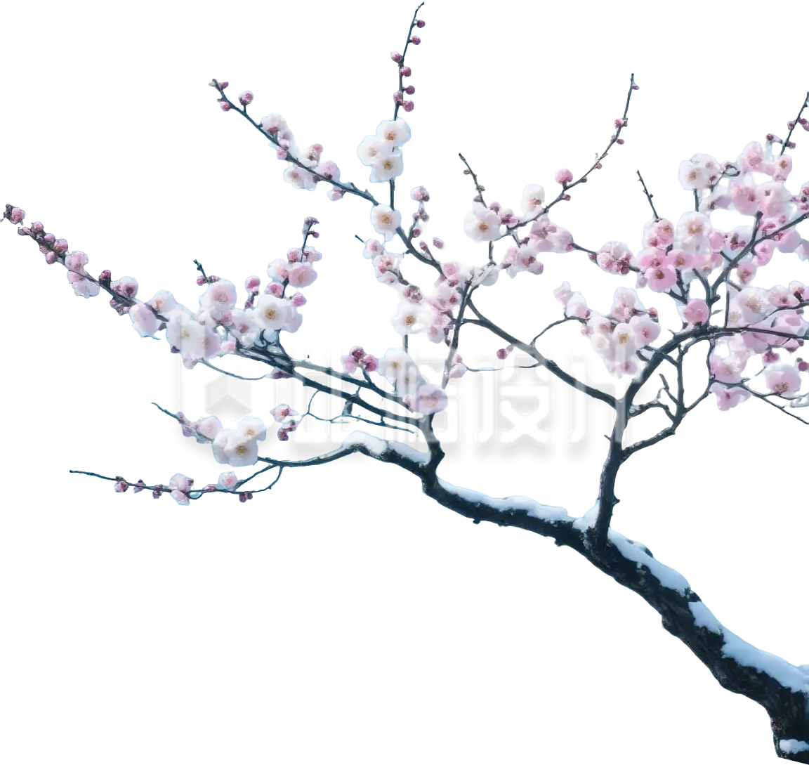 梅花