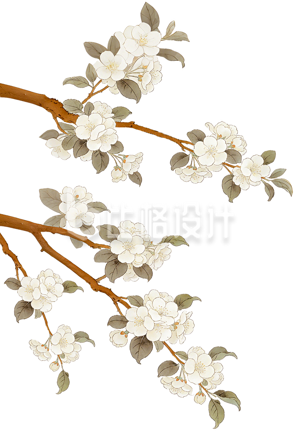 小花植物插画手绘