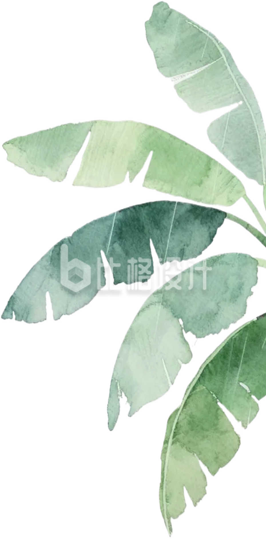 手绘芭蕉叶