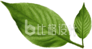 绿色实景树叶免抠图片