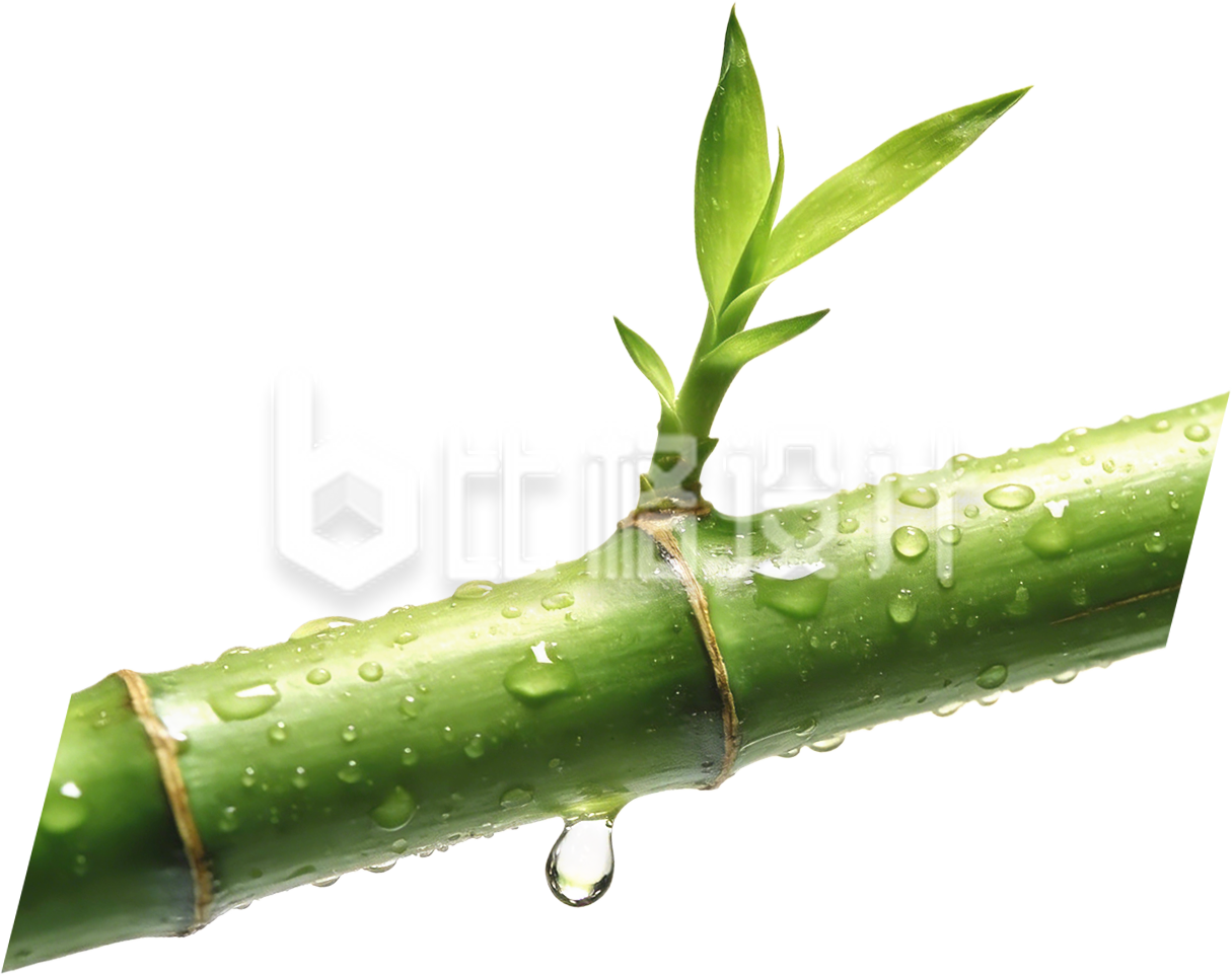 富贵竹植物水珠免抠图片