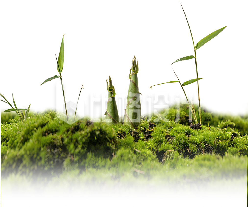 植物竹笋绿色免抠图片
