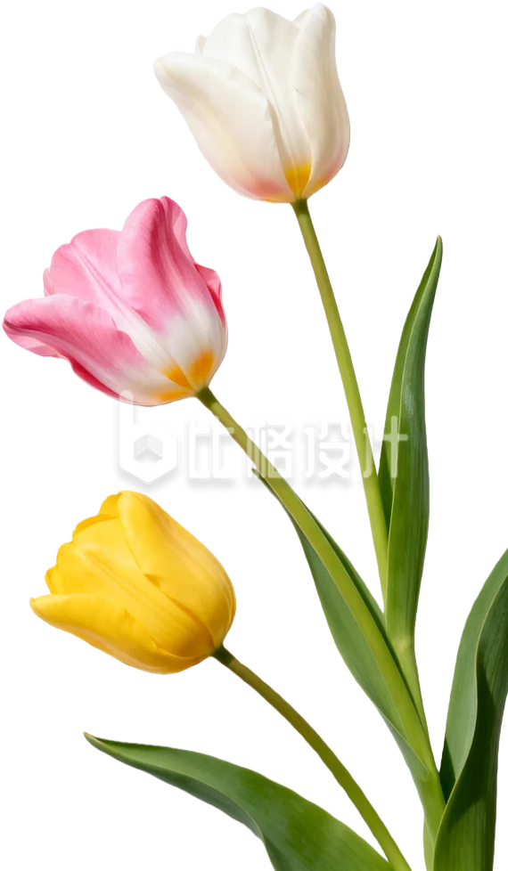 郁金香实景