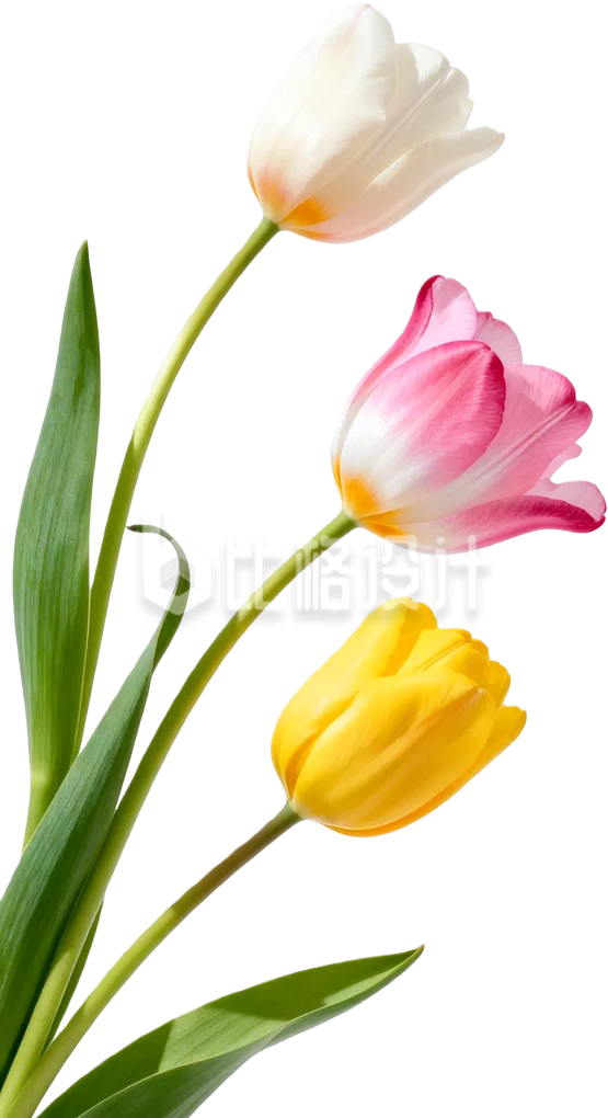 郁金香实景
