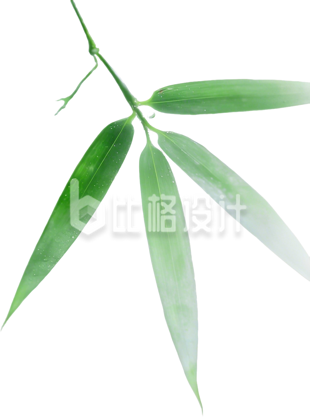 实景绿色竹叶免抠图片