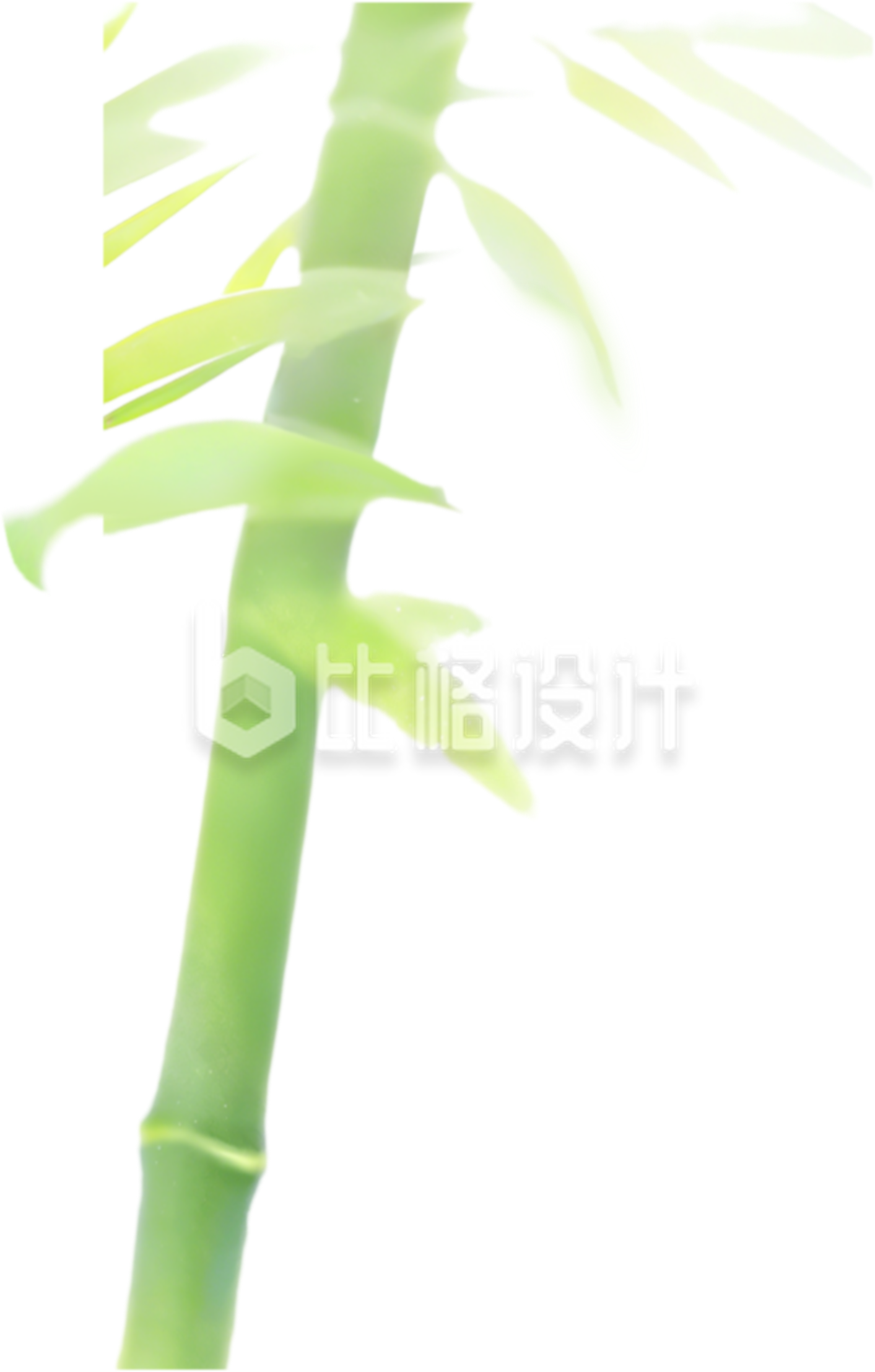 竹子植物手绘