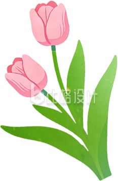 一束郁金香手绘粉色
