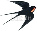 燕子