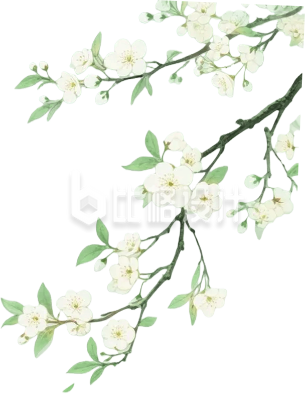 手绘梨花树枝