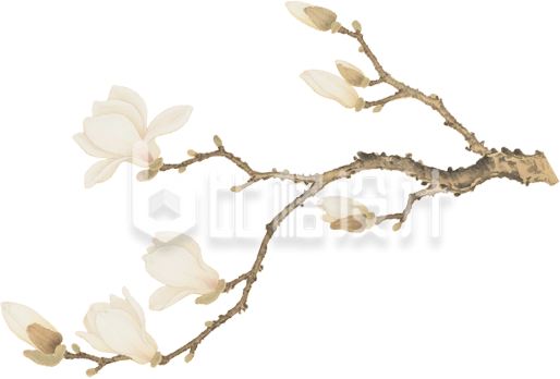 手绘玉兰花树枝