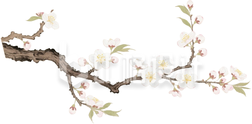 手绘梨花树枝