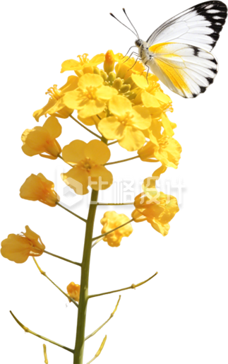 黄色油菜花实景蝴蝶免抠图片