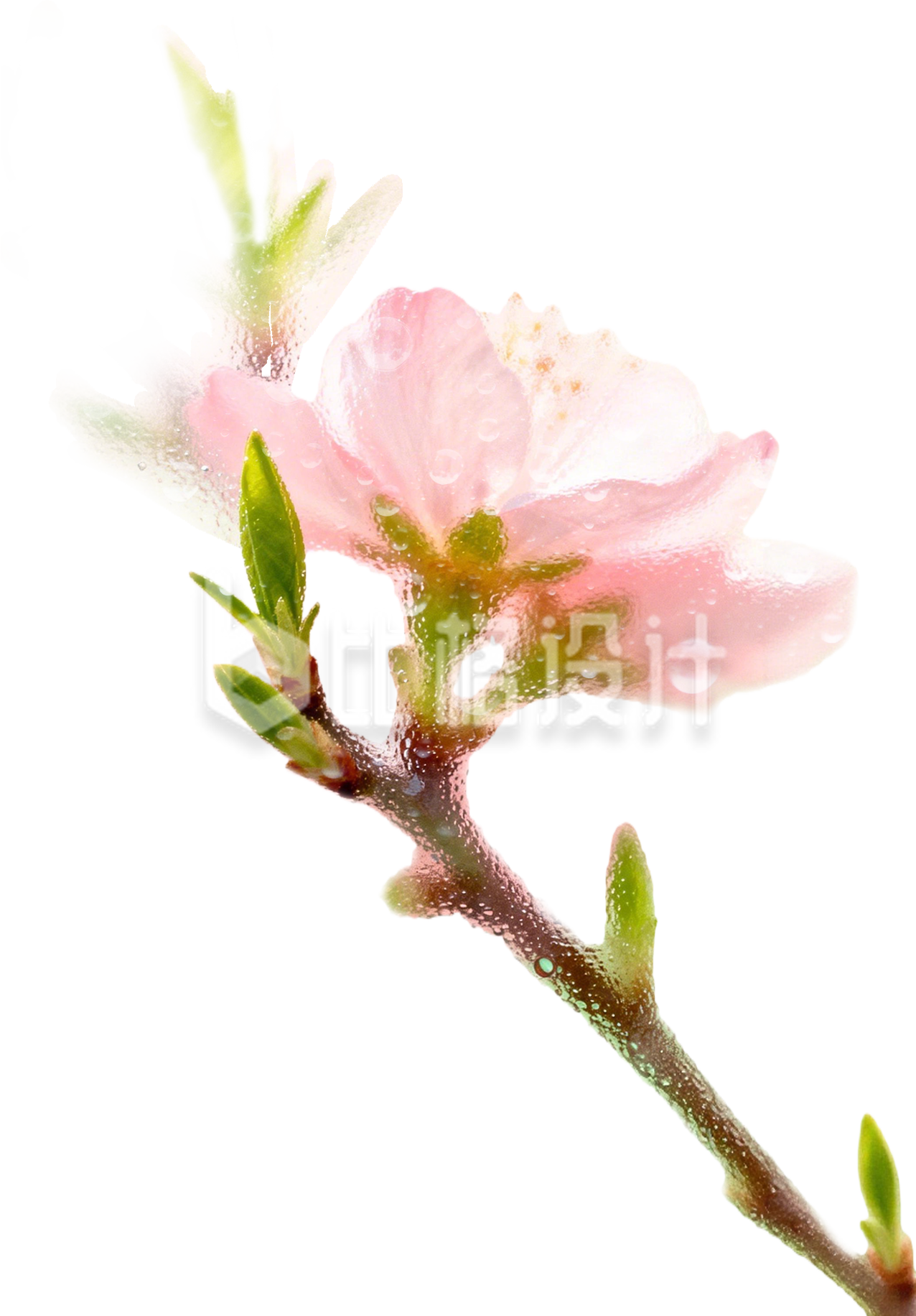 植物鲜花实景免抠图片