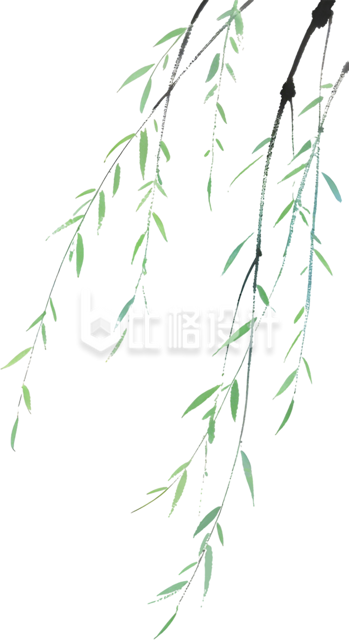 柳条绿色手绘
