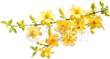 迎春花黄花实景免抠图片