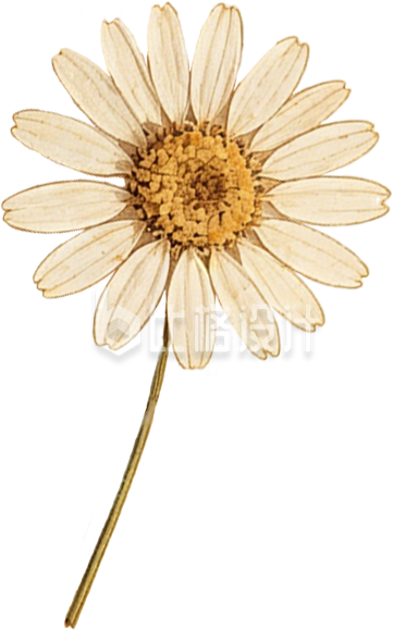 干菊花植物手绘