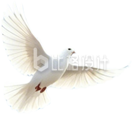 鸽子