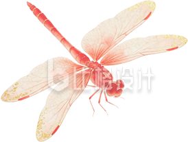 蜻蜓红色昆虫手绘
