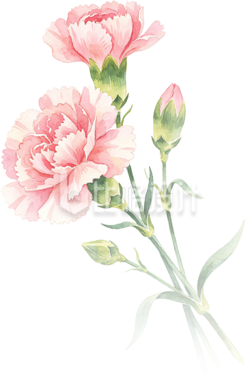粉色康乃馨手绘