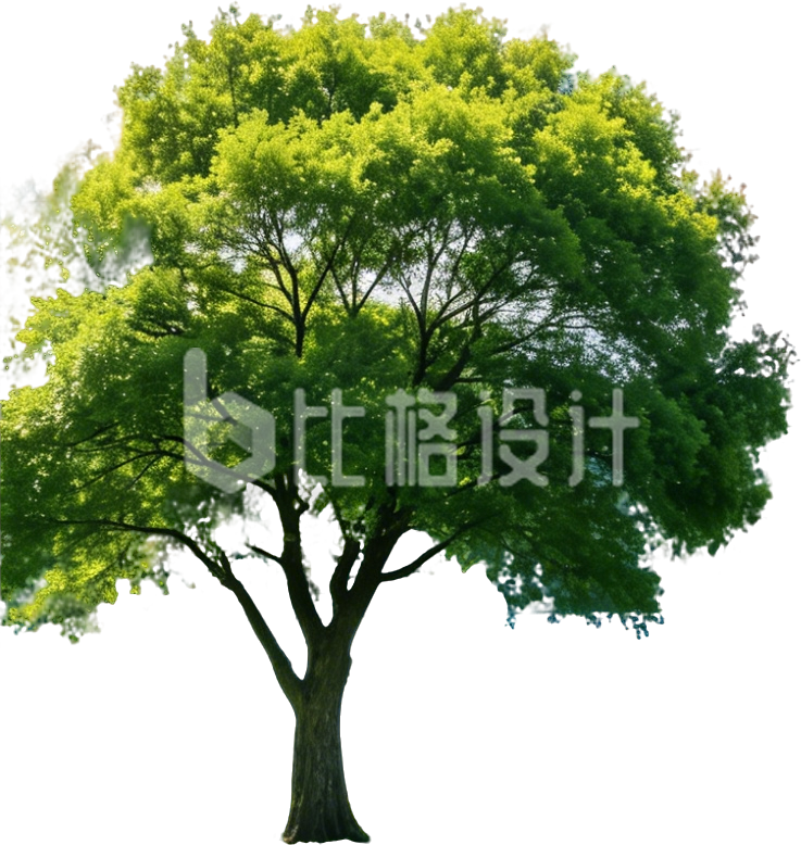 大树