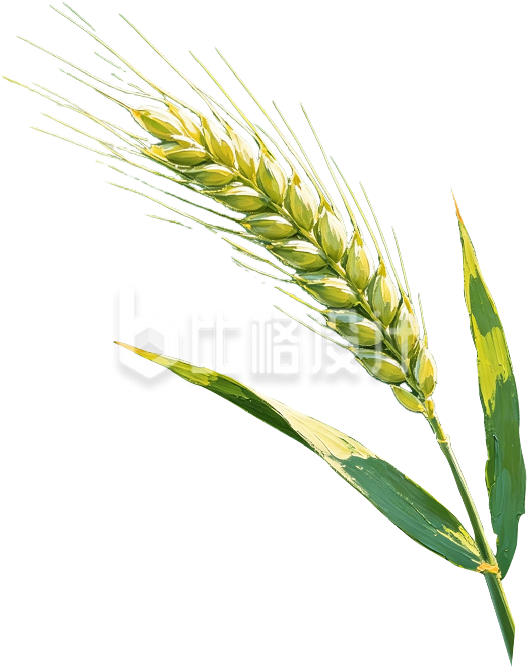 手绘绿色麦子