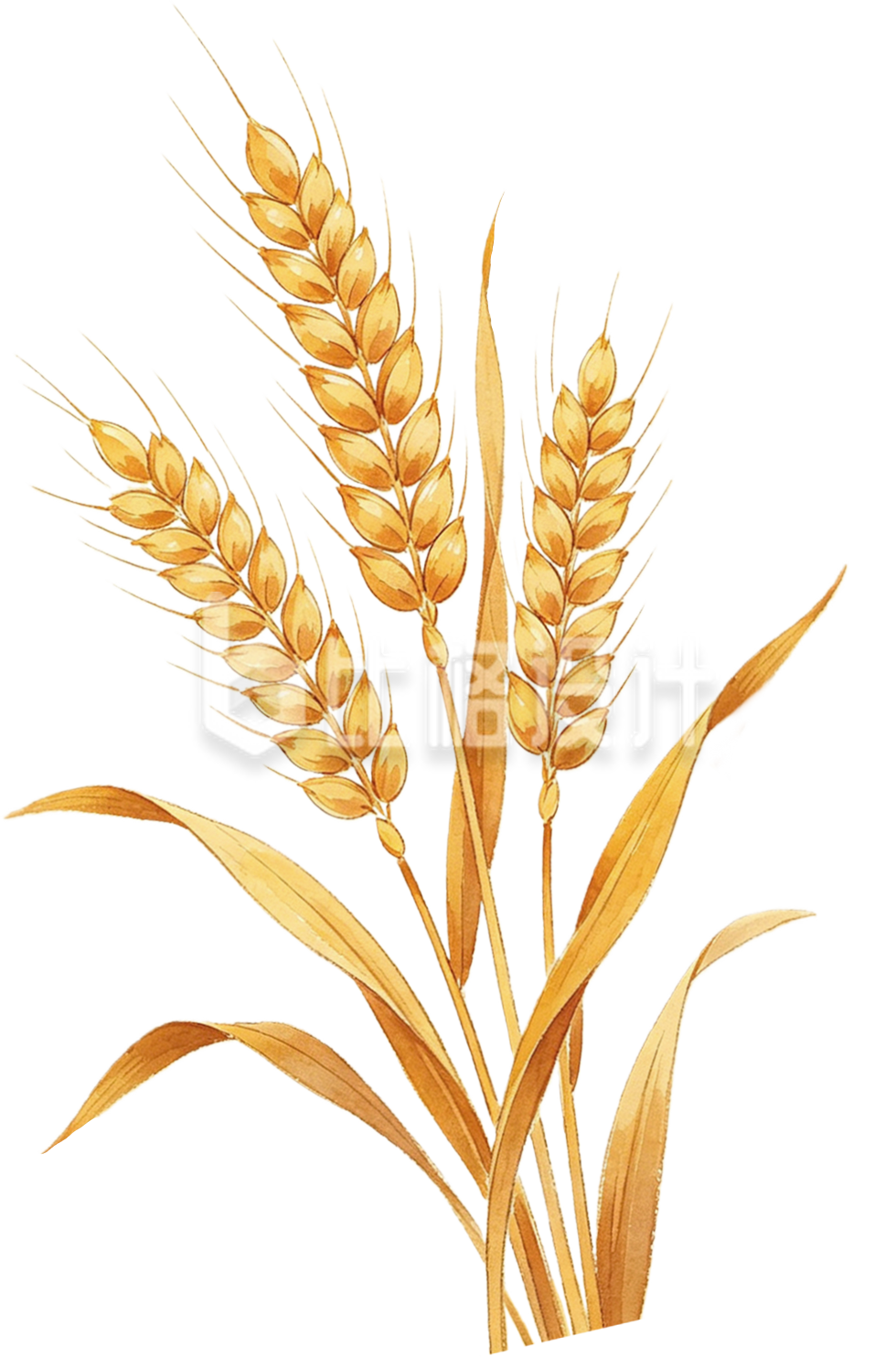 手绘麦子