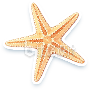 手绘海星