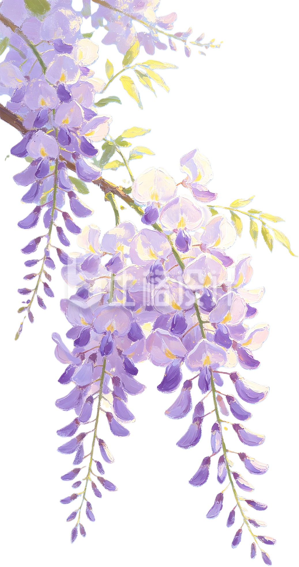 手绘紫藤萝花