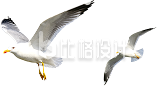 海鸥实景