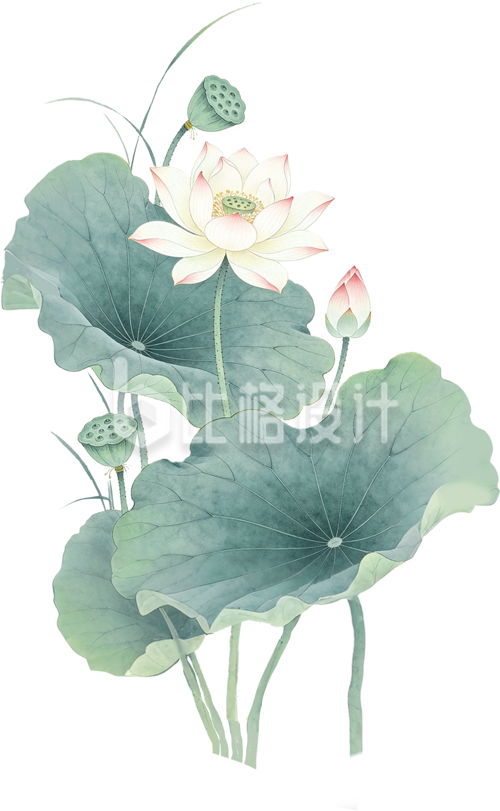 手绘荷叶