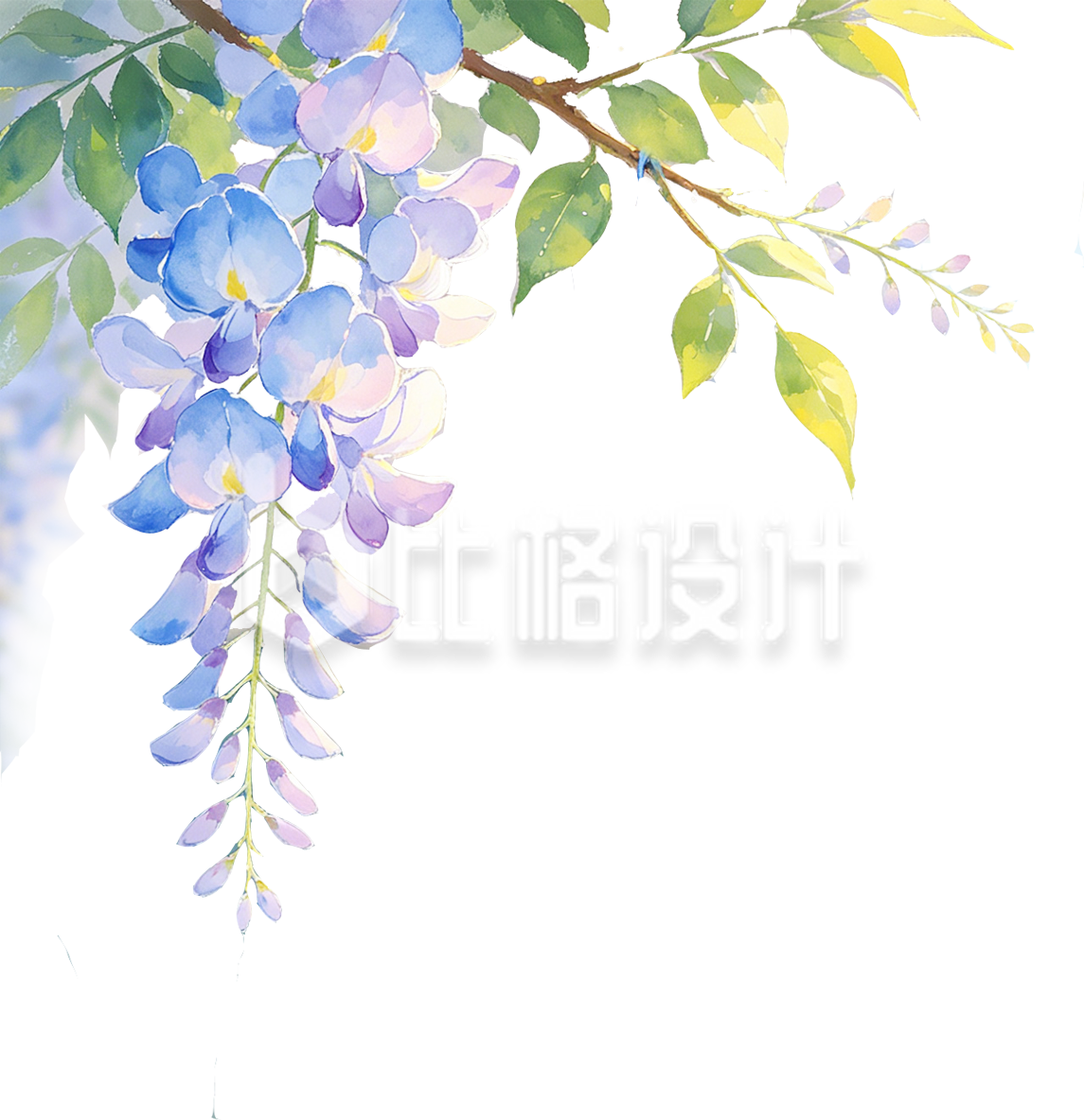 风铃花