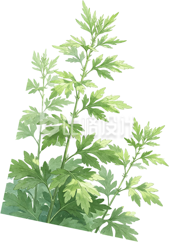 手绘艾草